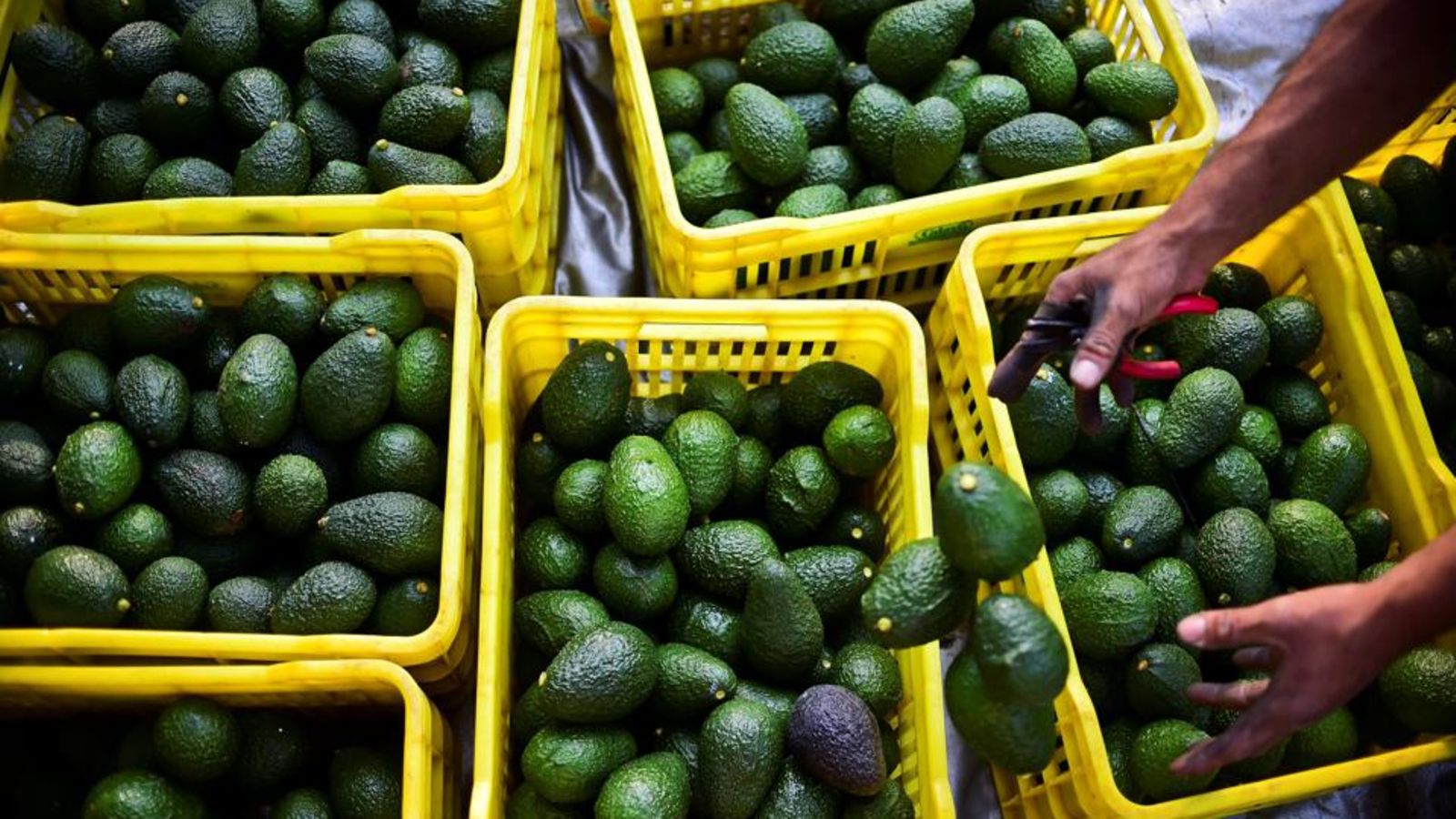 Powering a 5-Acre Avocado Commercial Venture
