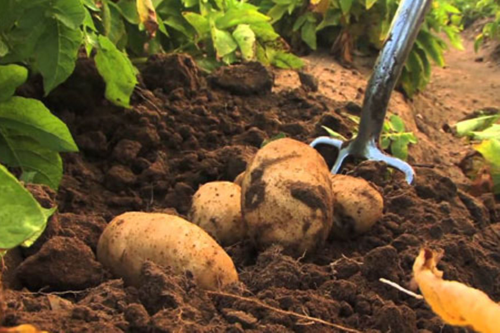 Transforming Potato Farming into a Commercial Business